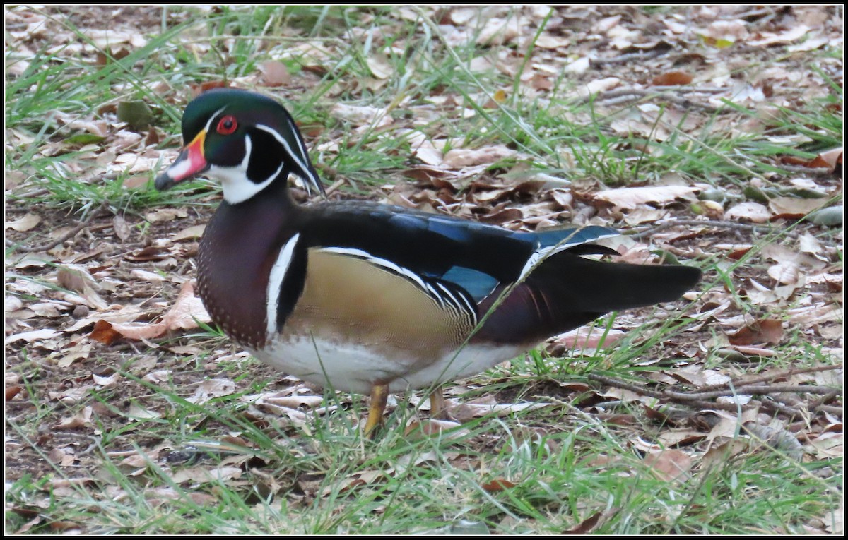 Wood Duck - ML647422504
