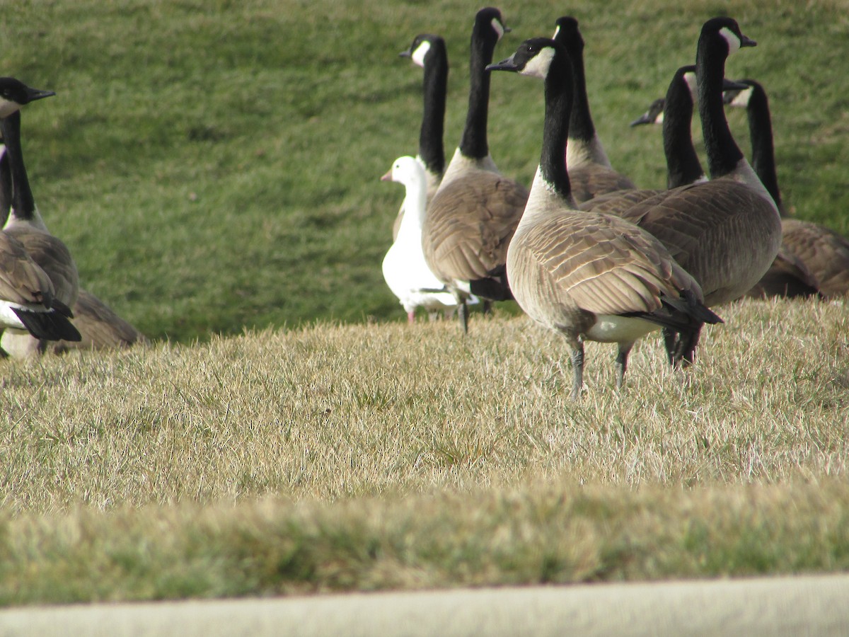 Ross's Goose - ML647422505
