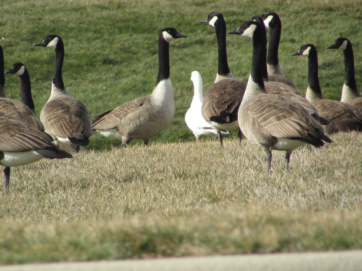Ross's Goose - ML647422506
