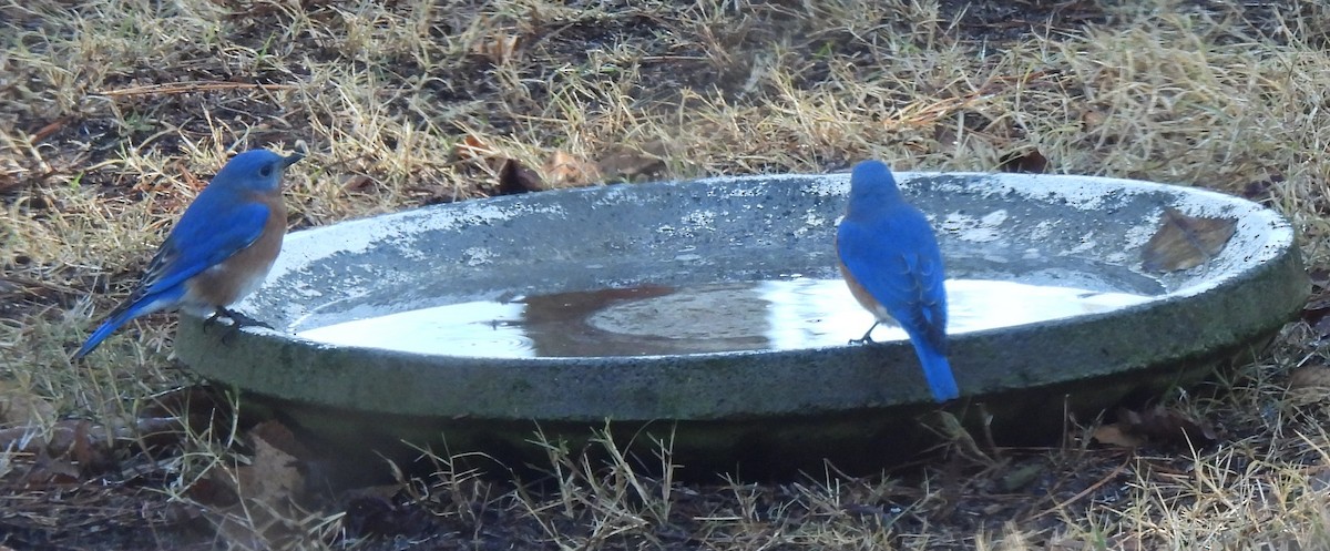 Eastern Bluebird - ML647422509