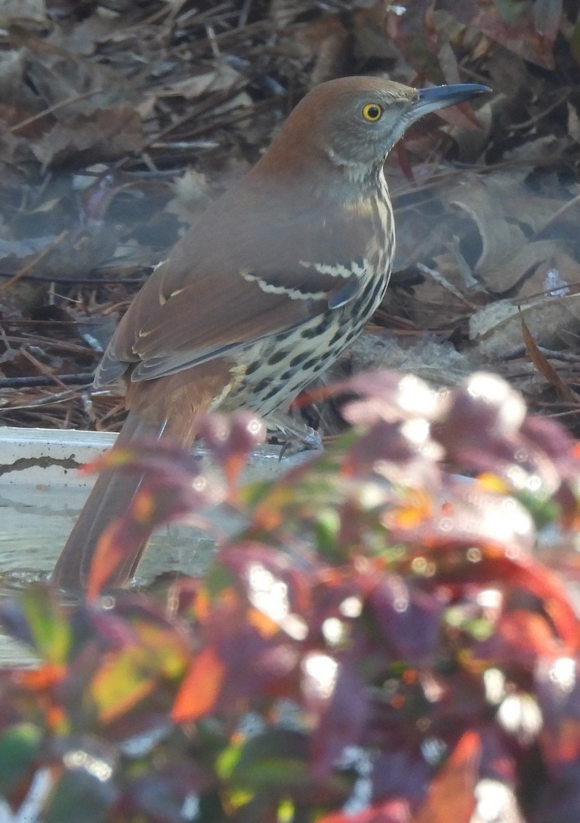 Brown Thrasher - ML647422526