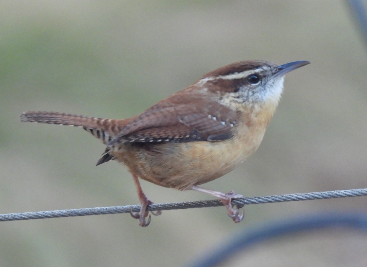 Carolina Wren - ML647422527