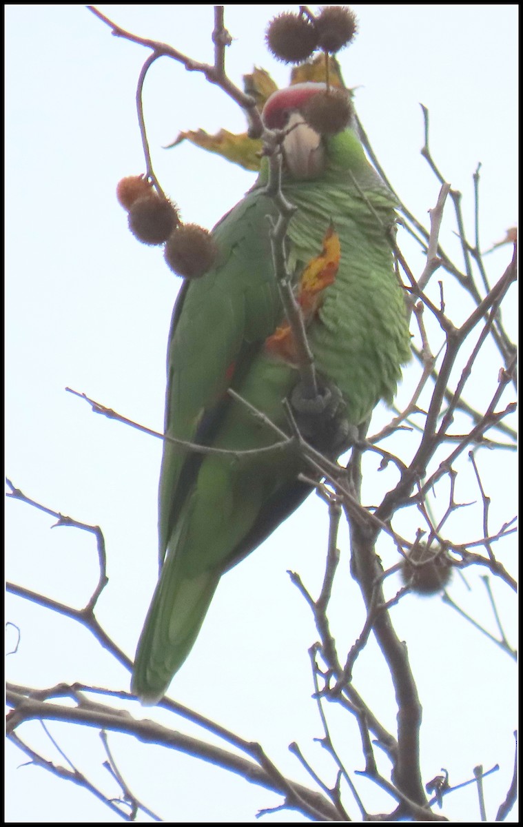 Lilac-crowned Amazon - ML647422533