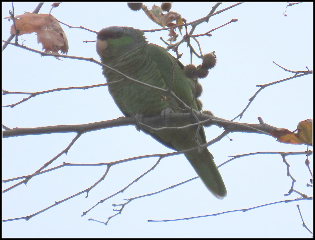 Lilac-crowned Amazon - ML647422534