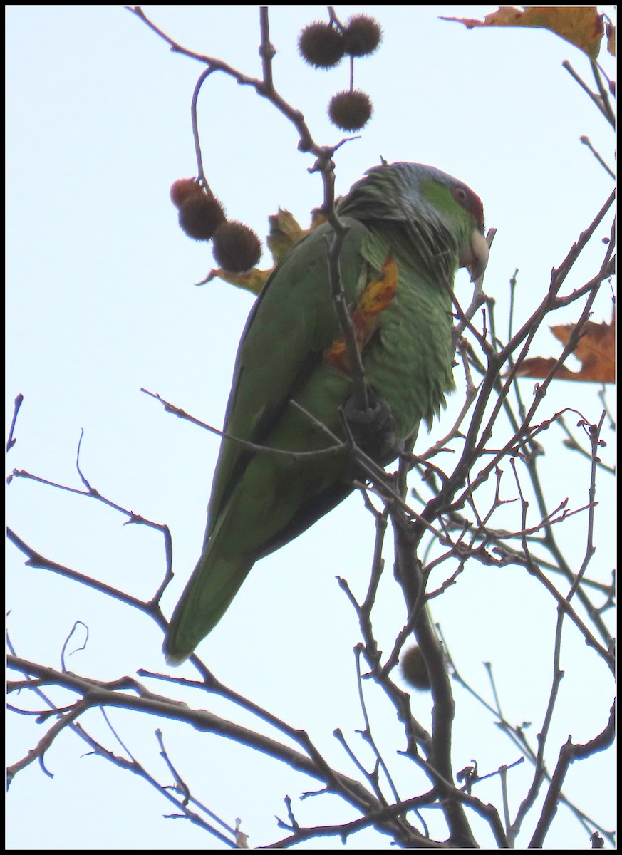 Lilac-crowned Amazon - ML647422535