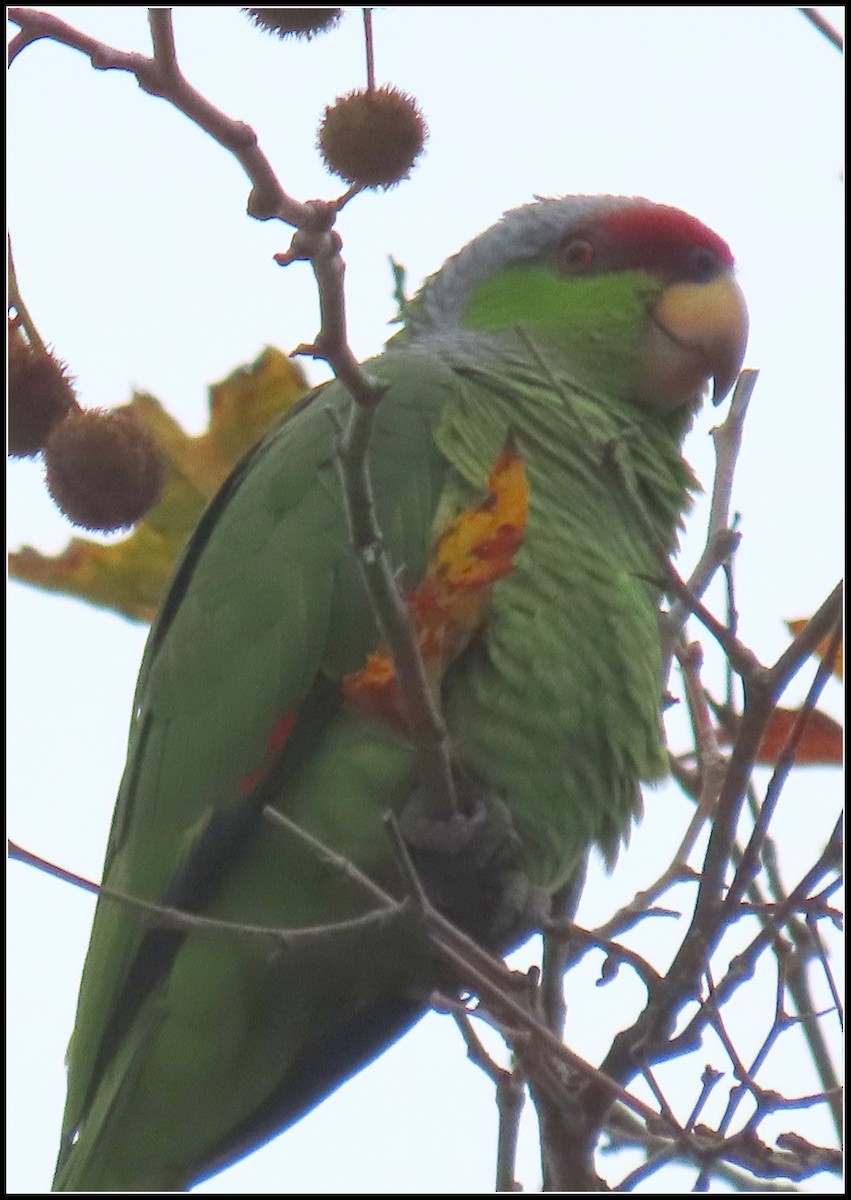 Lilac-crowned Amazon - ML647422536