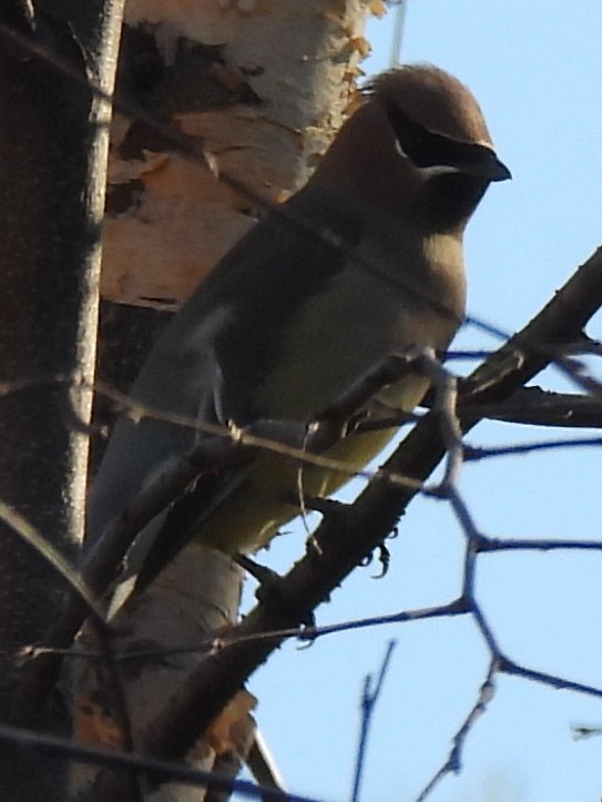 Cedar Waxwing - ML647422546