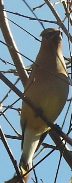 Cedar Waxwing - ML647422547