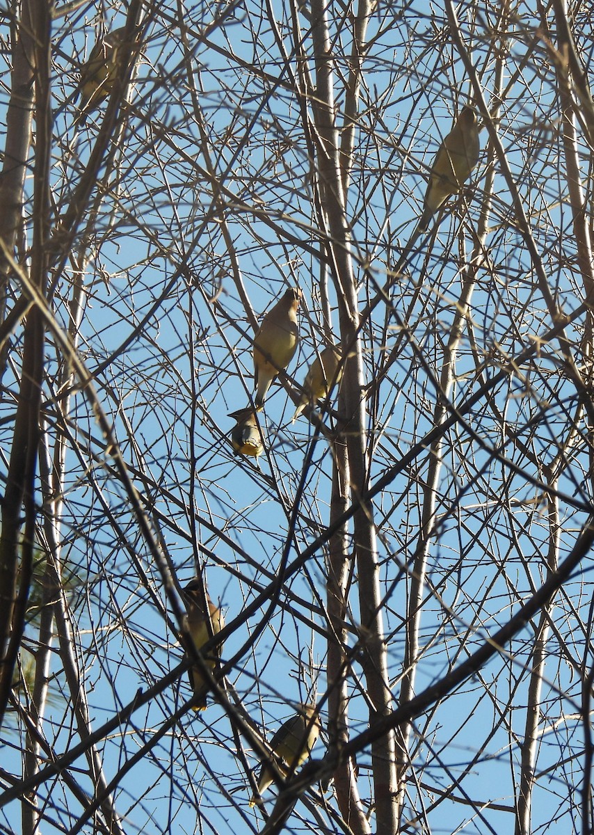 Cedar Waxwing - ML647422549
