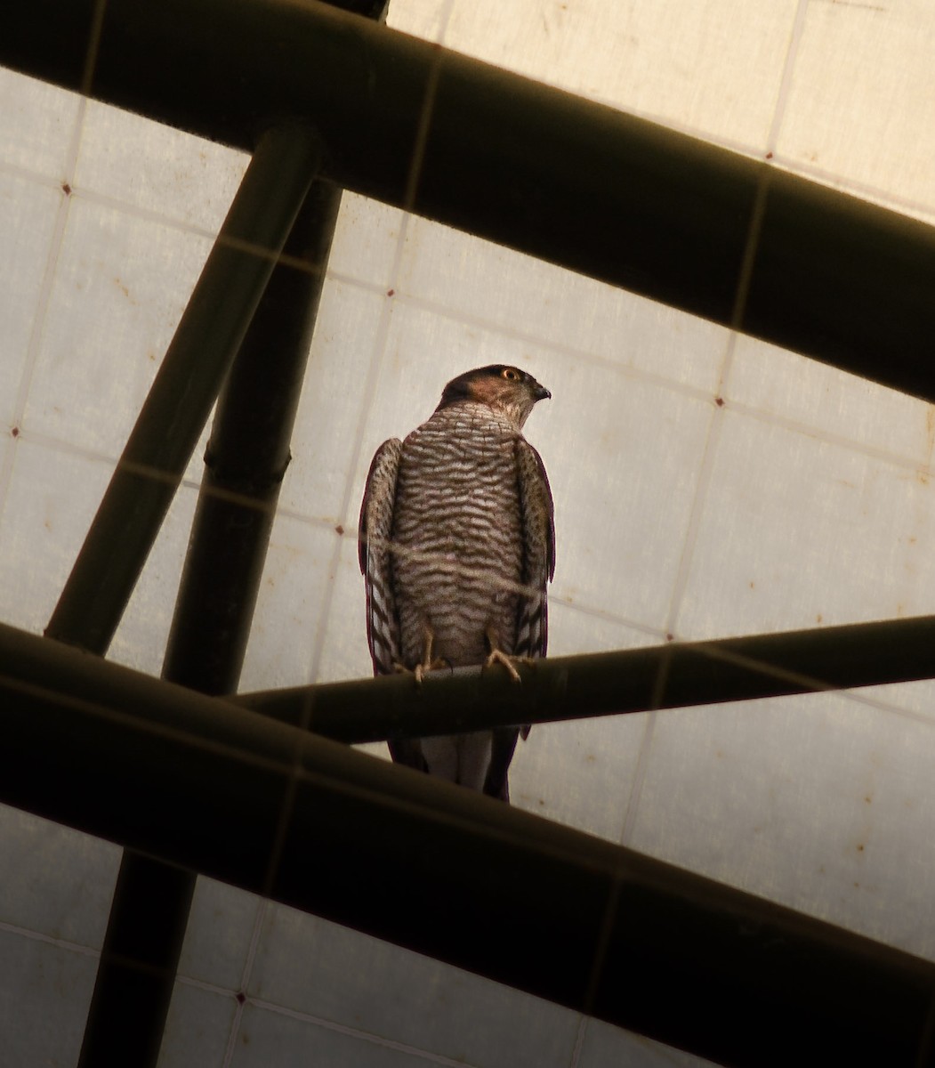 spurvehauk - ML647422551