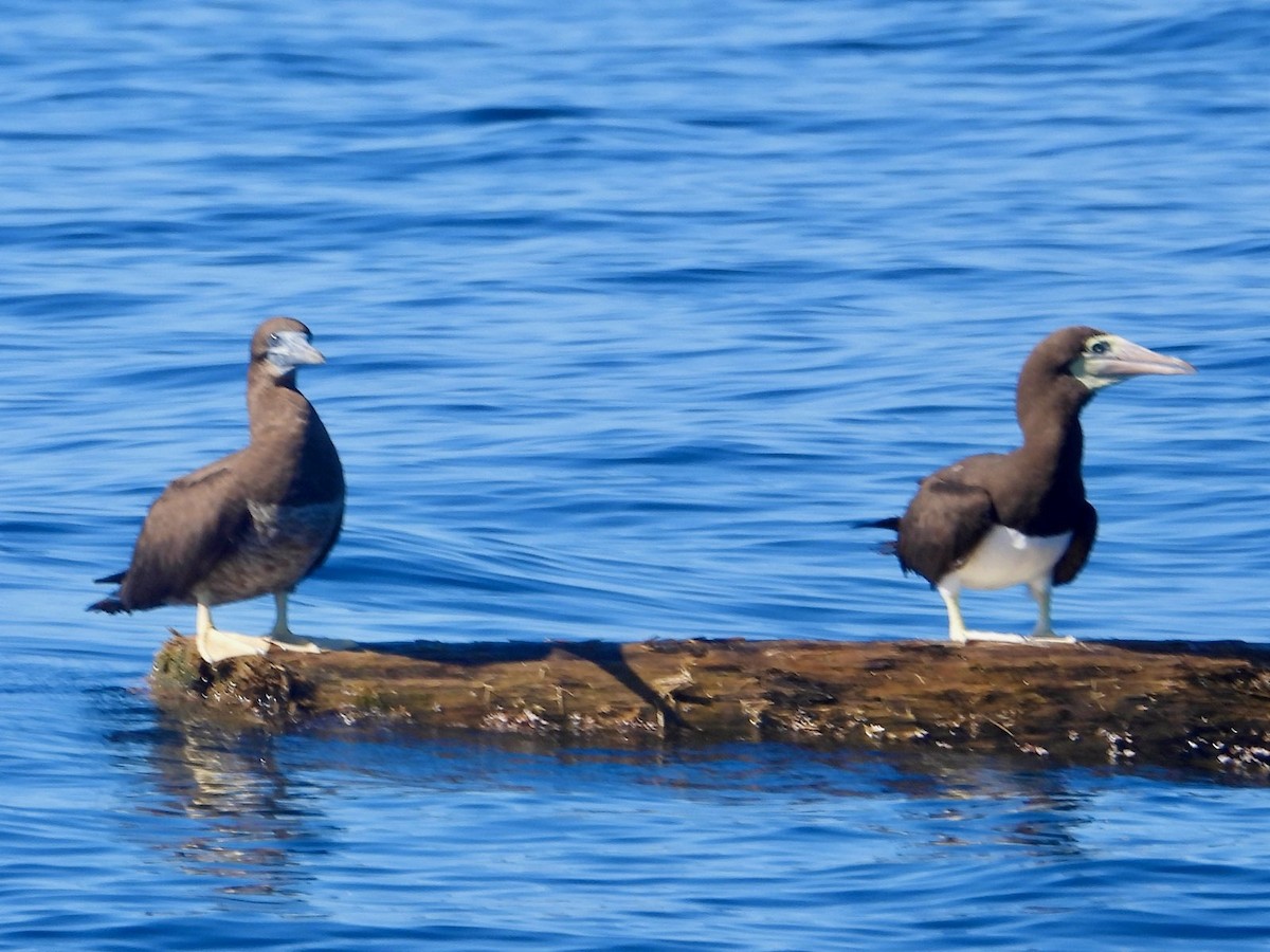 Cocos Booby - ML647422555