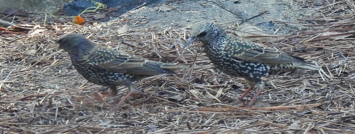 European Starling - ML647422556