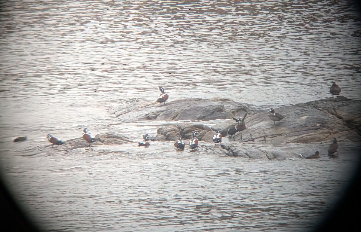 Harlequin Duck - ML647422571