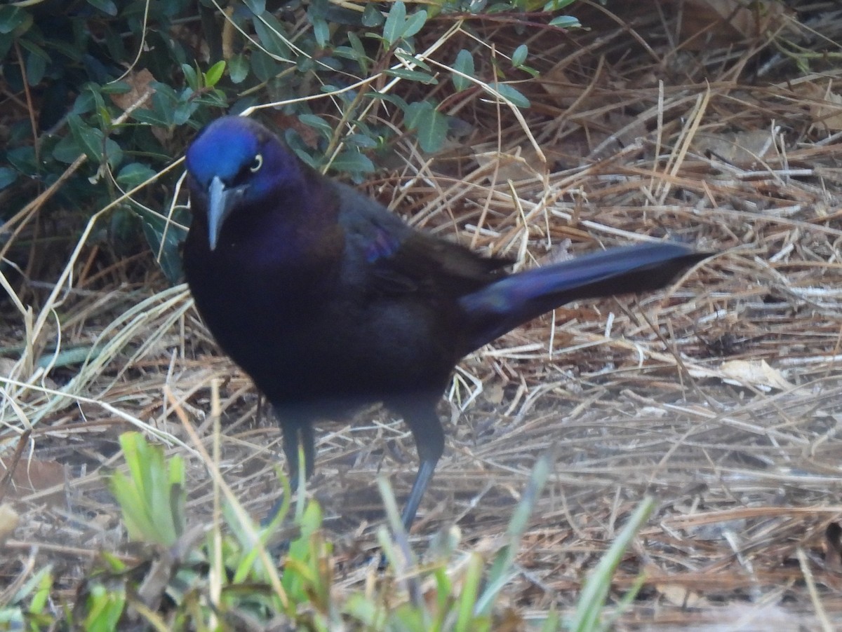 Common Grackle - ML647422578