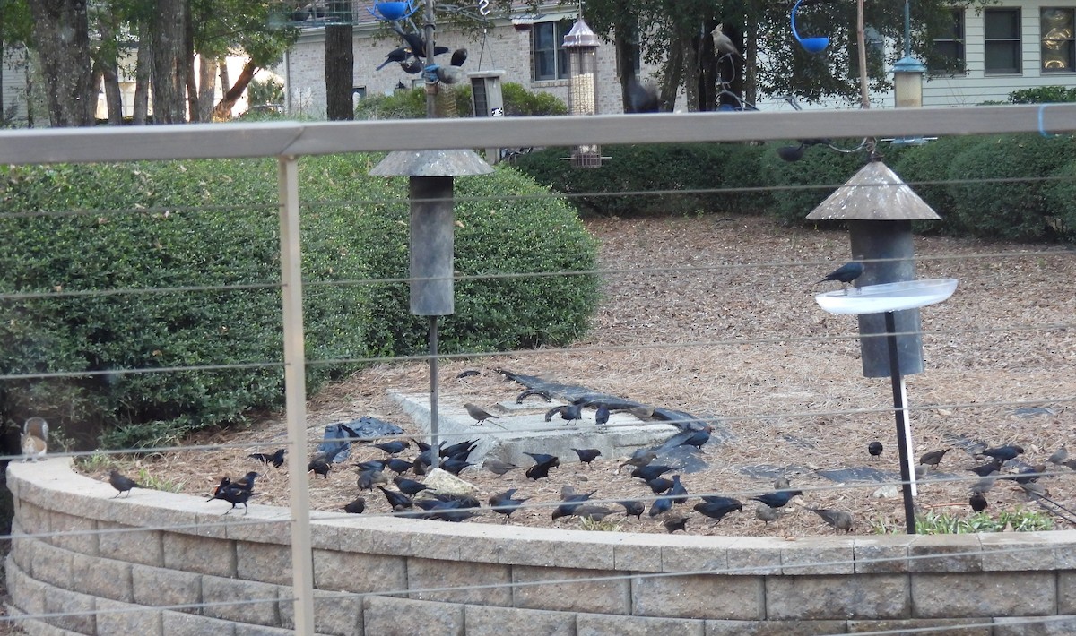 Brown-headed Cowbird - ML647422579