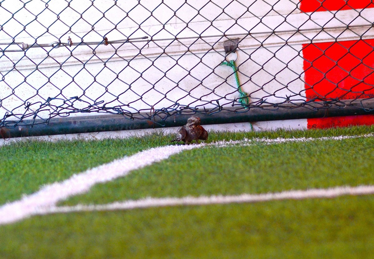 nattravn - ML647422582