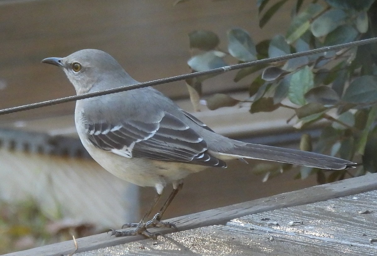 Northern Mockingbird - ML647422590