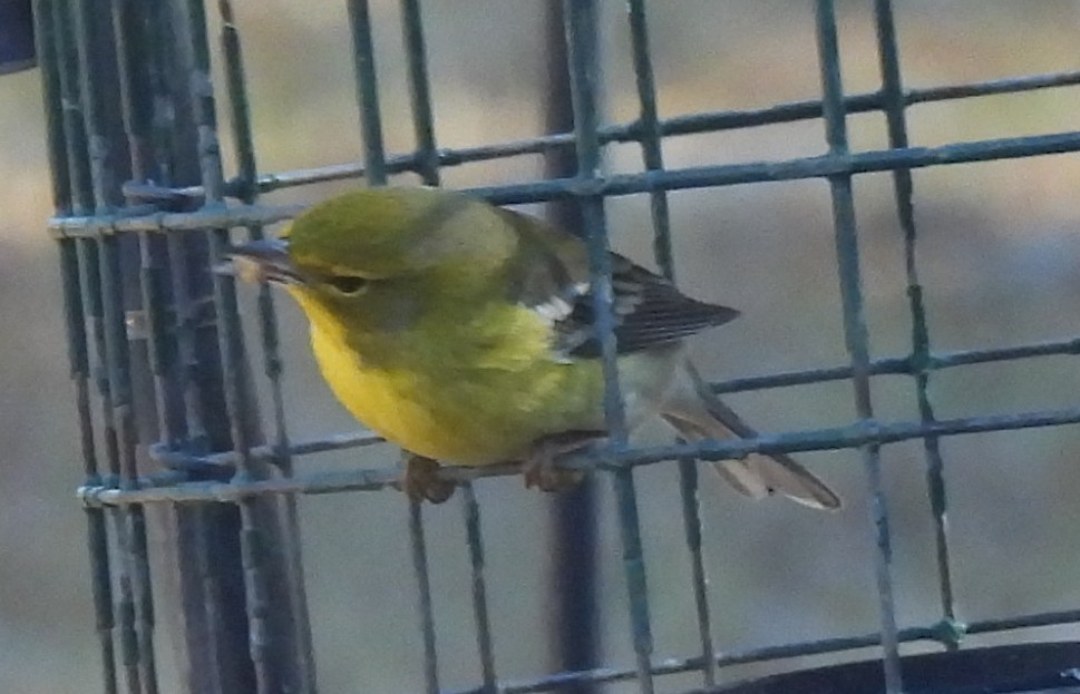 Pine Warbler - ML647422603