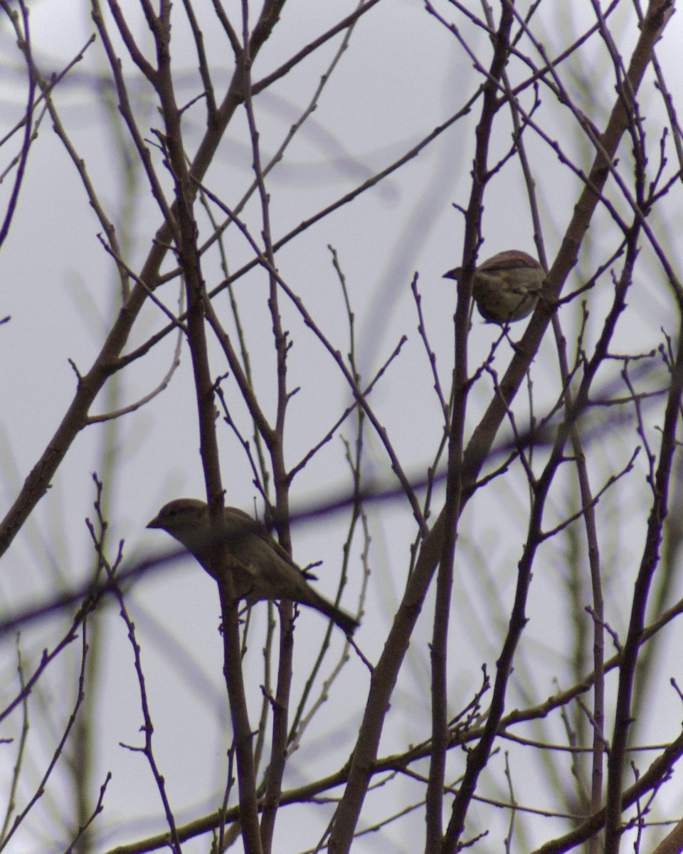 Gorrión Común - ML647422620