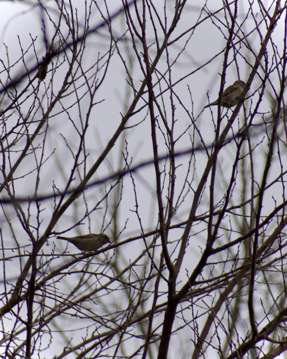 Gorrión Común - ML647422621