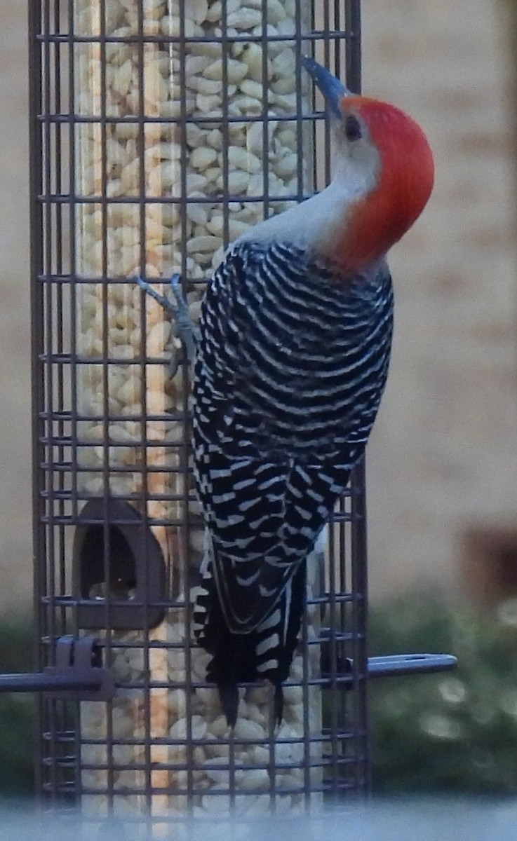 Red-bellied Woodpecker - ML647422629