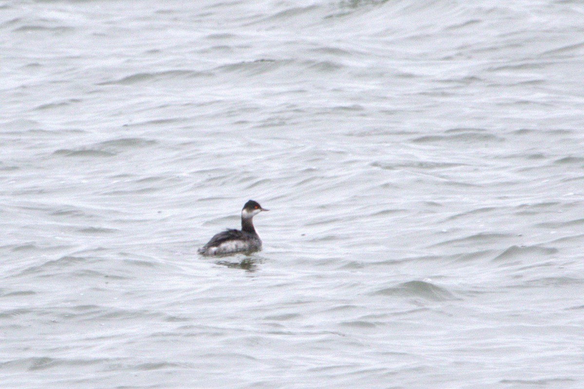 potápka černokrká - ML647422640