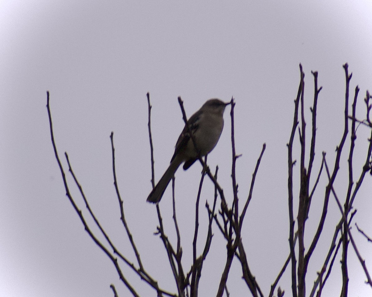 Northern Mockingbird - ML647422646