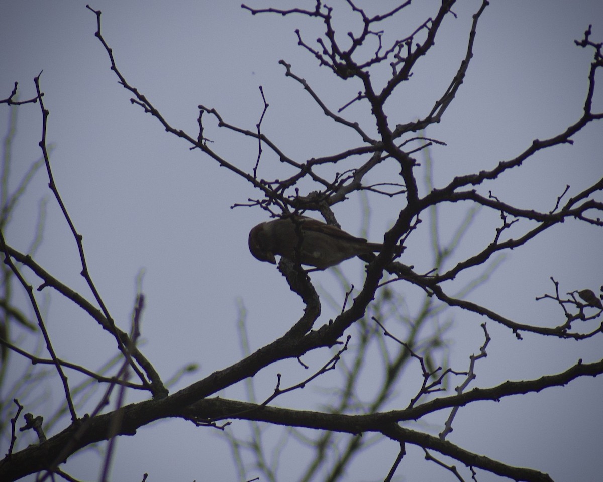 Northern Mockingbird - ML647422647