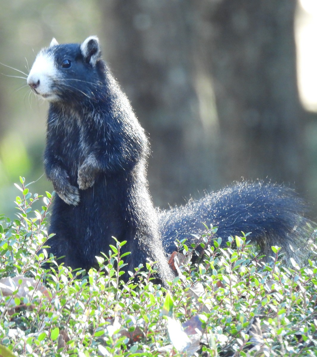 Animals - ML647422654