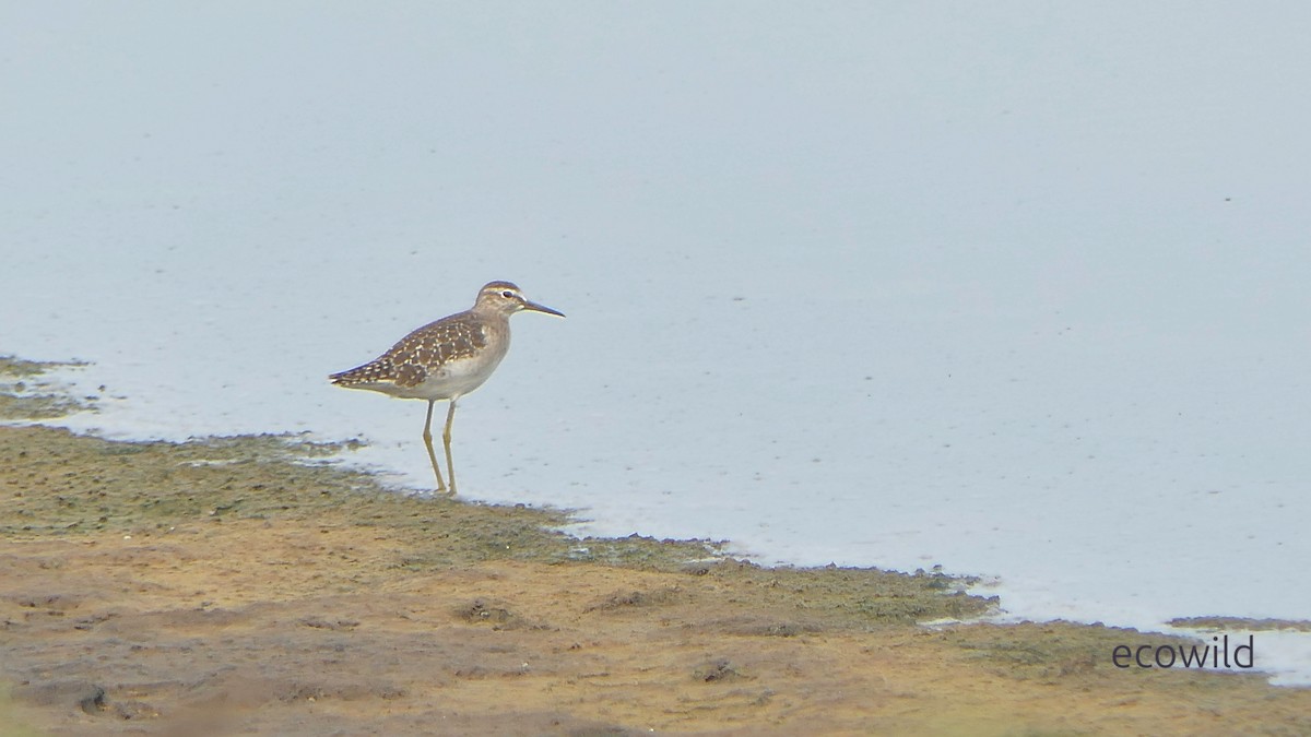 vodouš bahenní - ML647422656