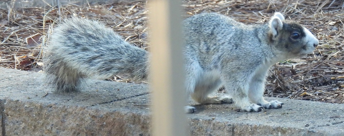 Animals - ML647422657