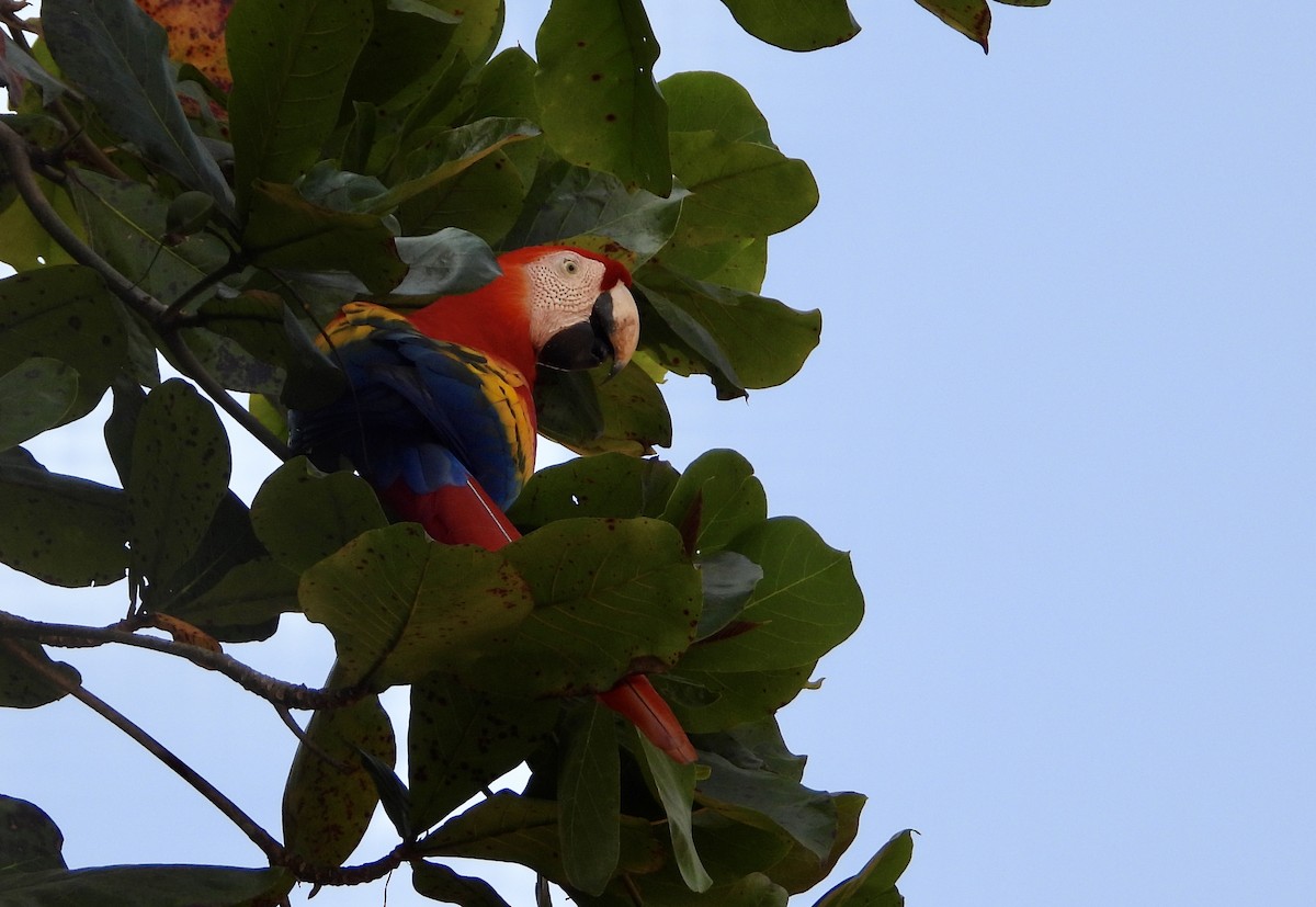 ara arakanga - ML647422667