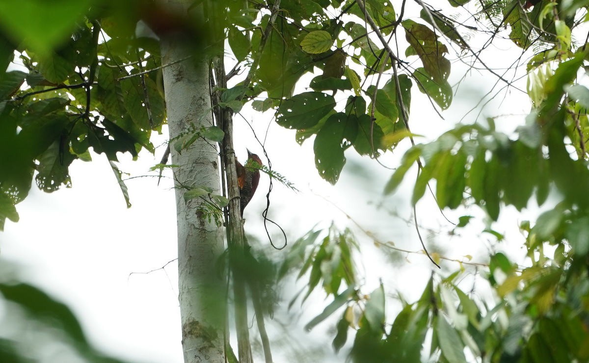 kamferspett - ML647422671