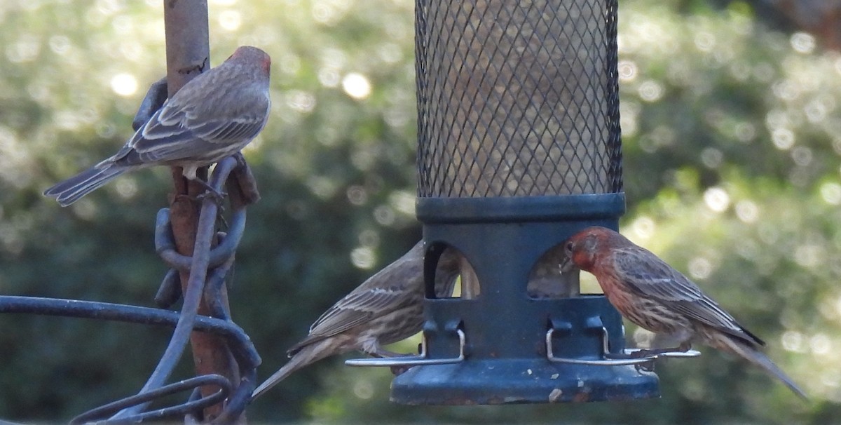 House Finch - ML647422672