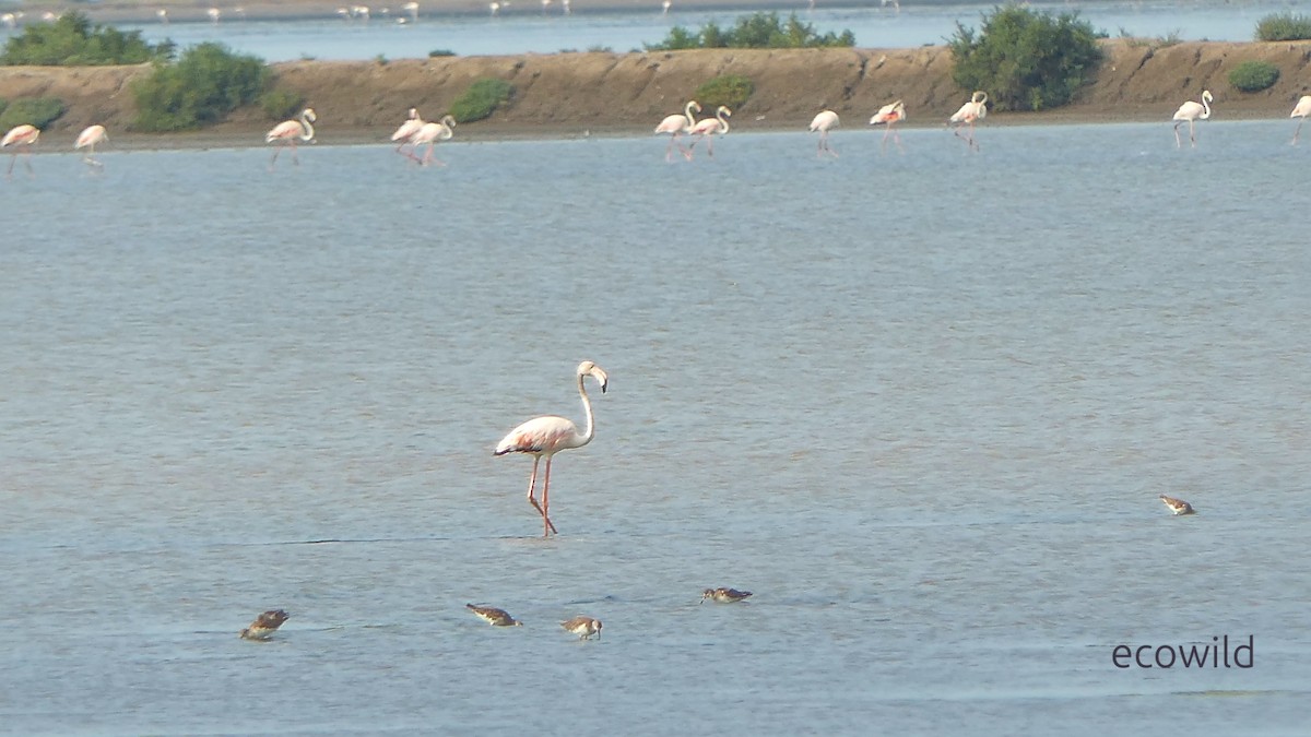 Flamant rose - ML647422684