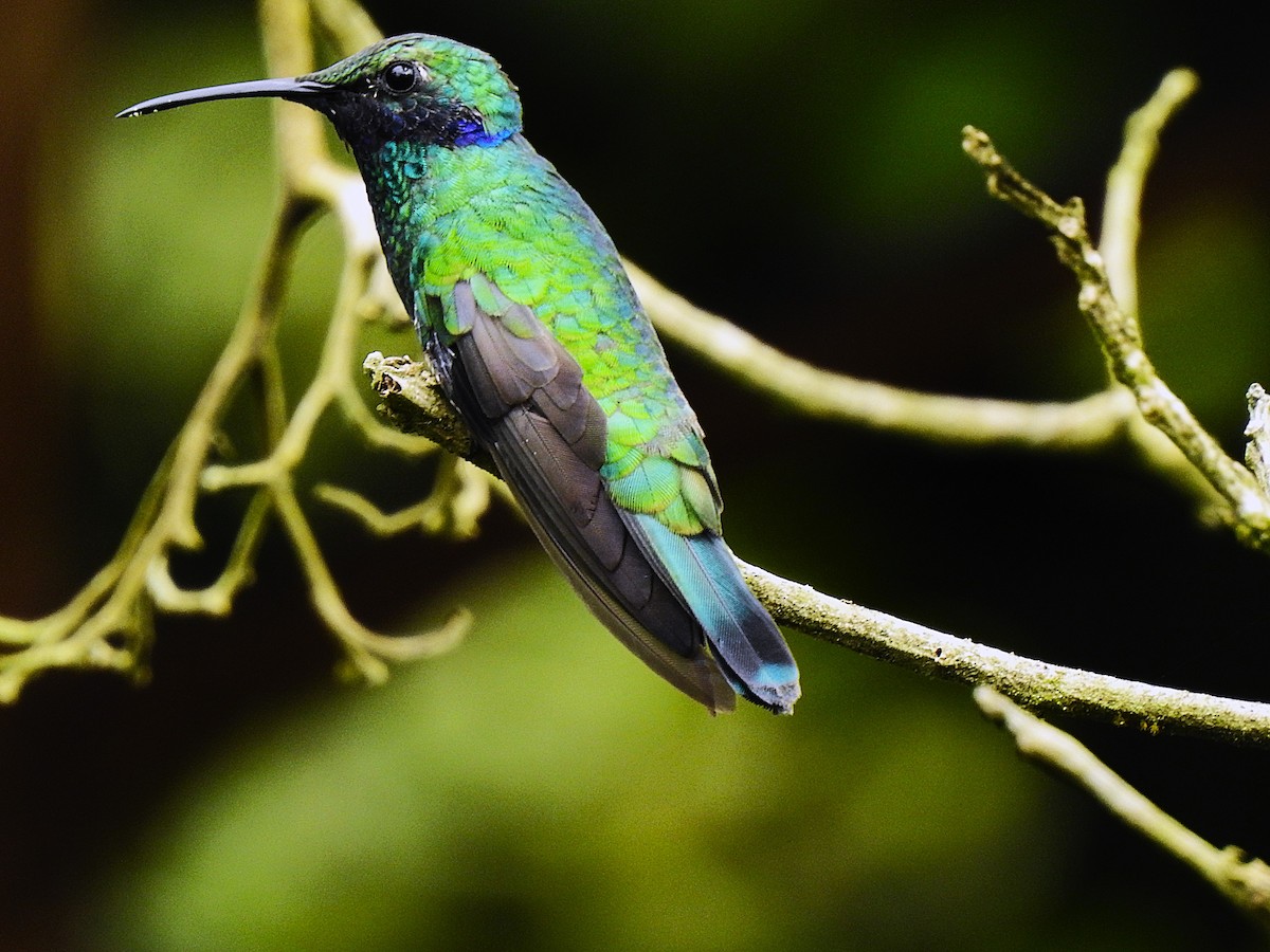 Glanz-Veilchenohrkolibri - ML647422685