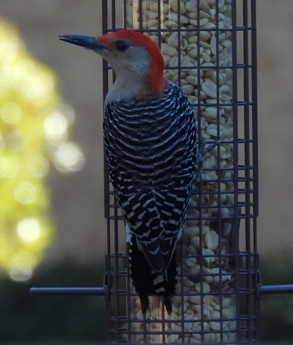 Red-bellied Woodpecker - ML647422688