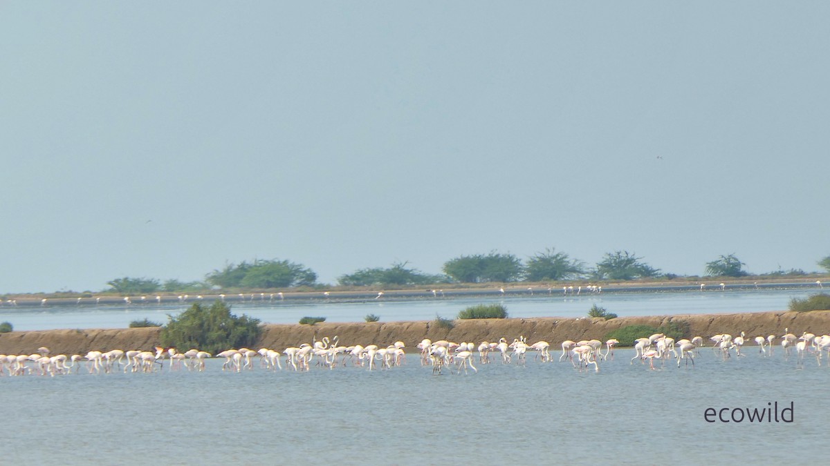 Flamant rose - ML647422692