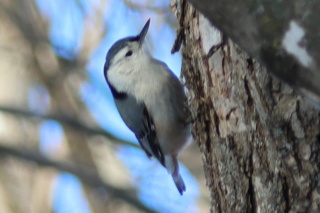 Weißbrustkleiber - ML647422702