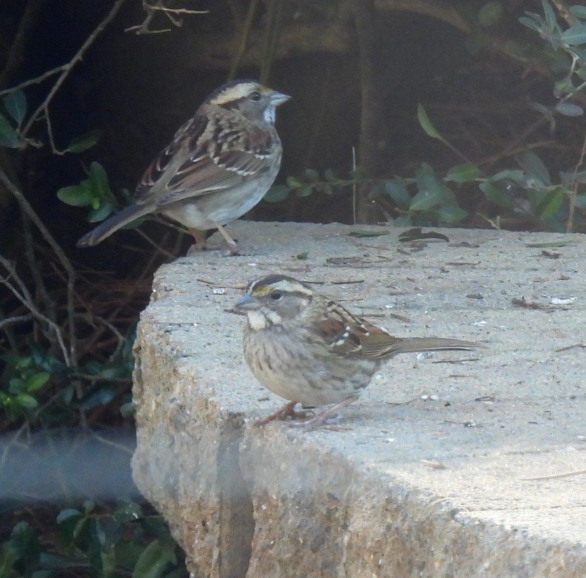 White-throated Sparrow - ML647422703