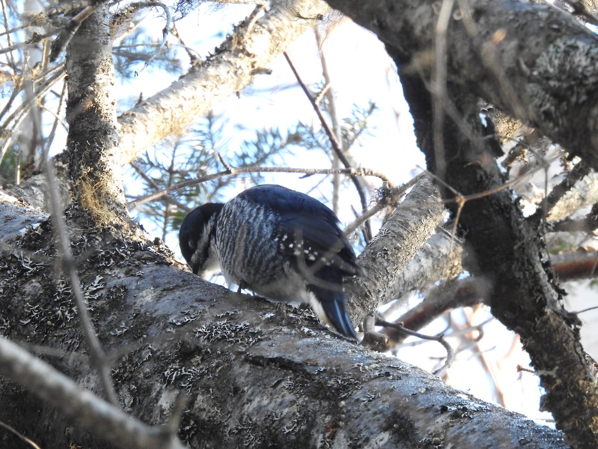 svartryggspett - ML647422706