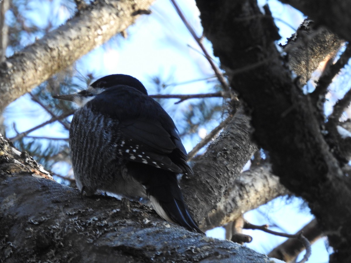 svartryggspett - ML647422707