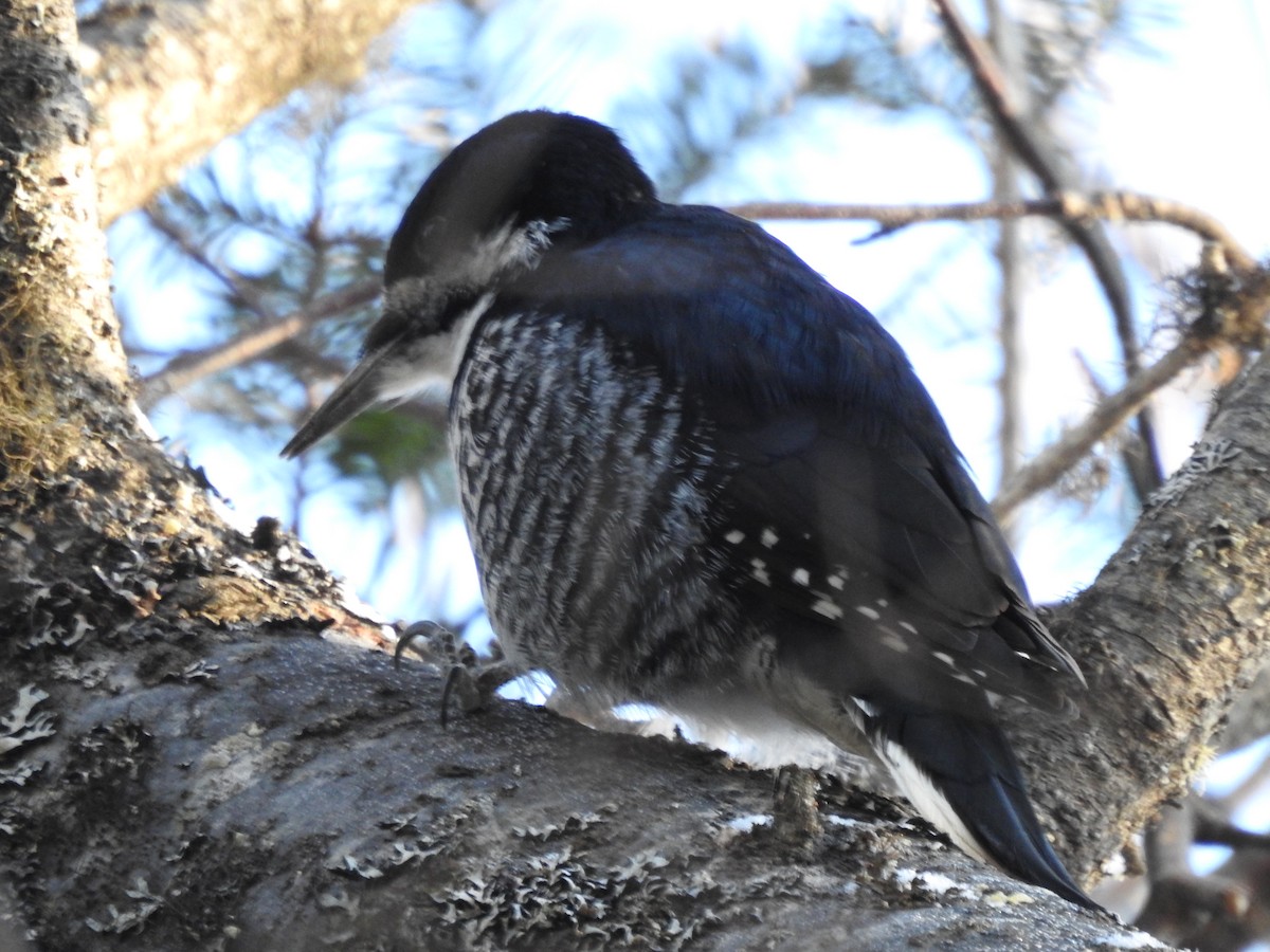 svartryggspett - ML647422708