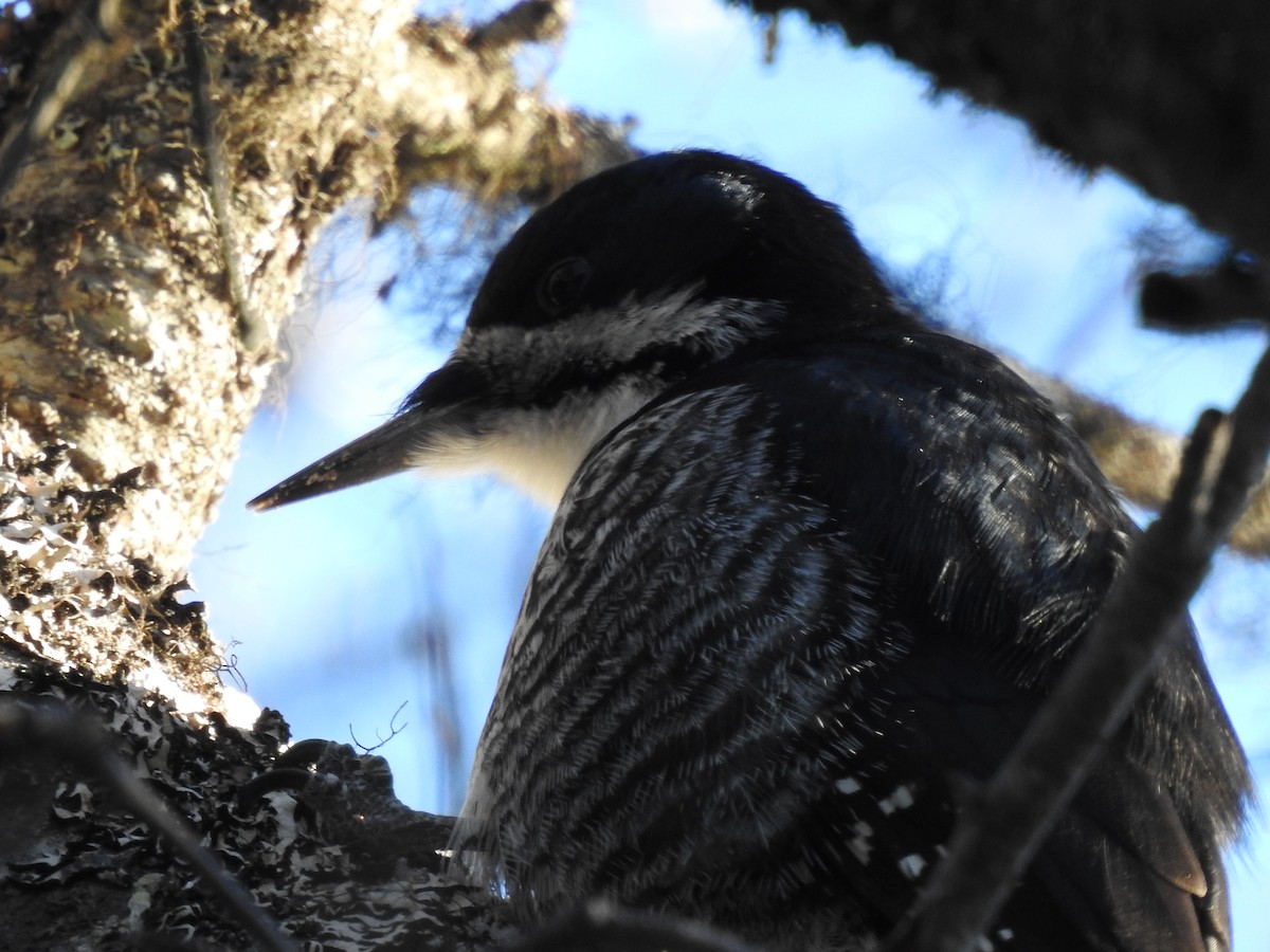 svartryggspett - ML647422710