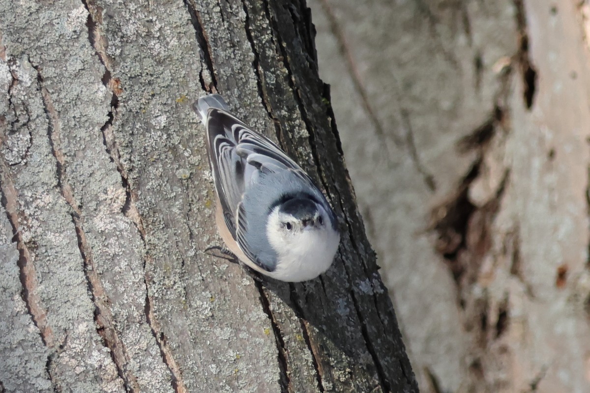 Weißbrustkleiber - ML647422712