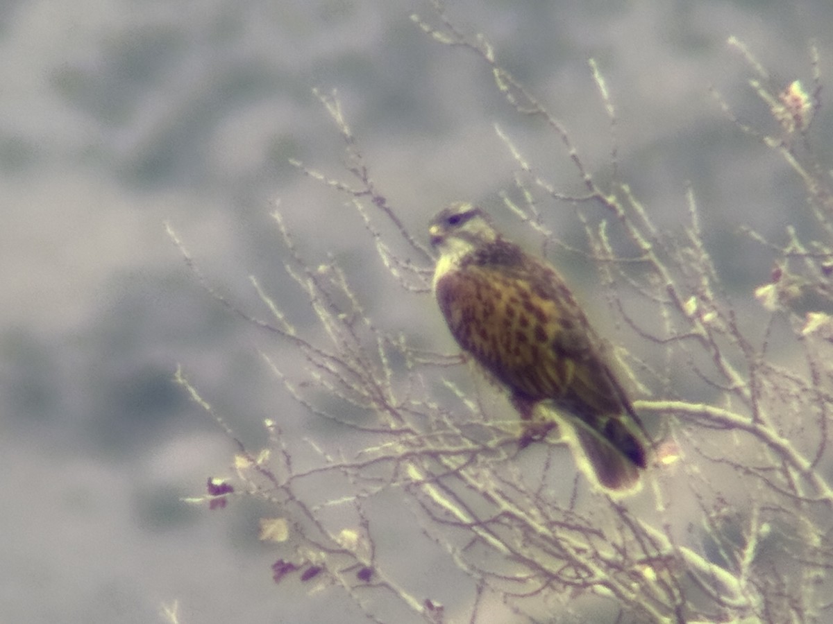 Ferruginous Hawk - ML647422760