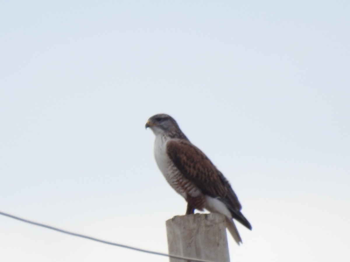 Ferruginous Hawk - ML647422761
