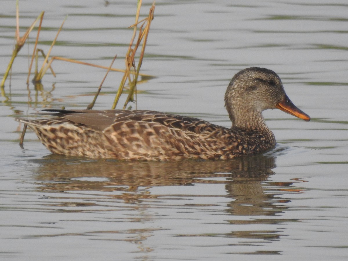 Серая утка - ML647422763