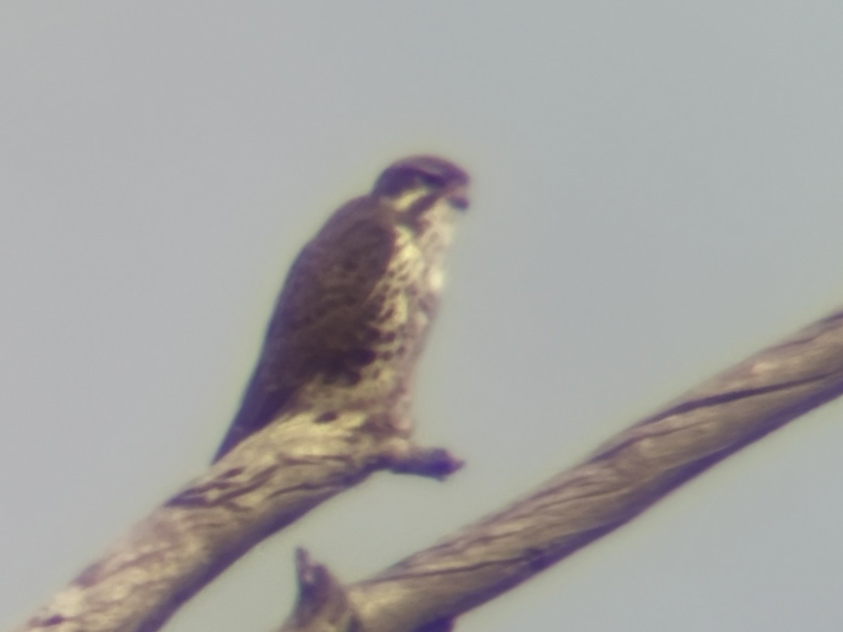 Prairie Falcon - ML647422769