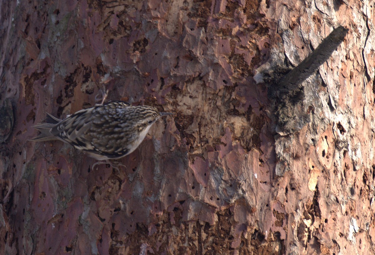 Brown Creeper - ML647422782